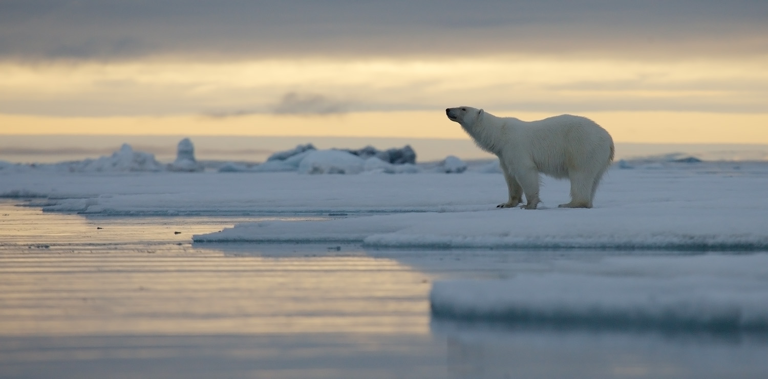 A Photography Journey. Svalbard. Contemplative Polar Bear in the Arctic Dusk. Svalbard. 2012. In the silent arctic dusk, a polar bear stands contemplatively at the edge of the ice, gazing into the distance, with the soft glow of the setting sun reflecting on the icy waters.