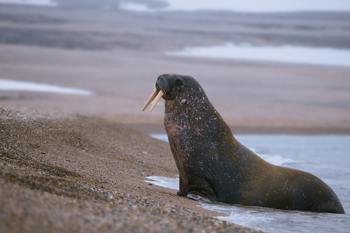 A Photography Journey. Svalbard. Шпицберген. 2012.