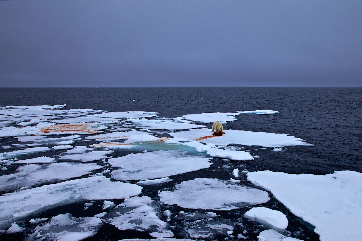 A Photography Journey. Svalbard. Белый медведь на льдине. Шпицберген. 2012.