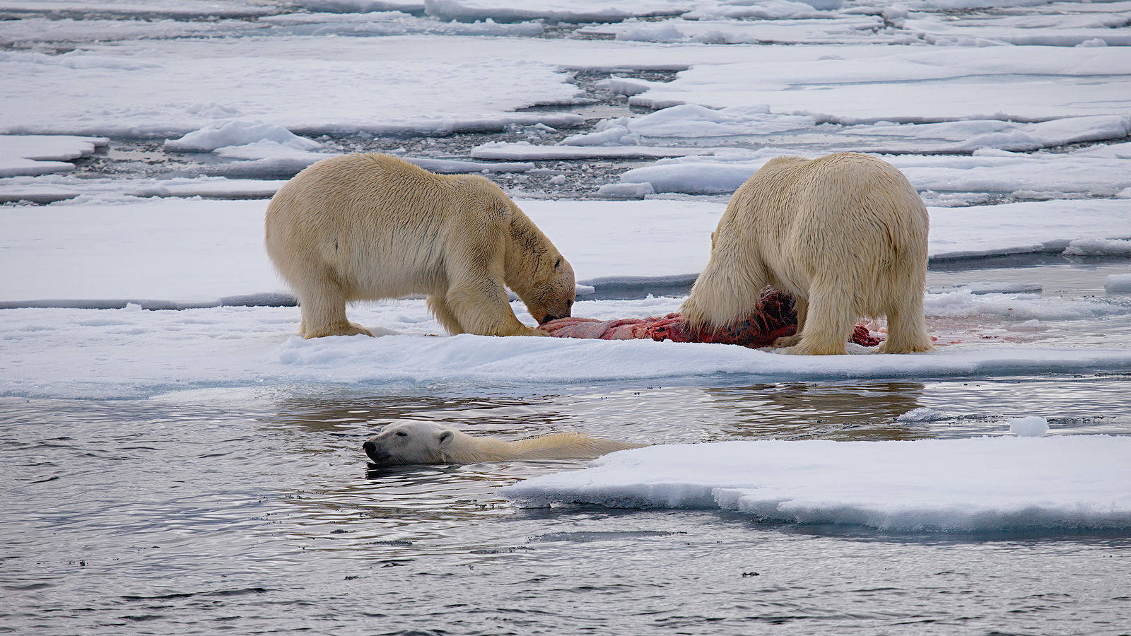 A Photography Journey. Svalbard. Семейная трапеза. Шпицберген. 2012.