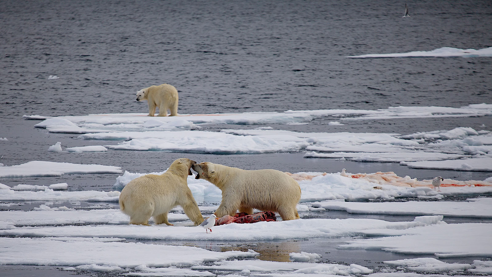 A Photography Journey. Svalbard. Спор за столом. Шпицберген. 2012.