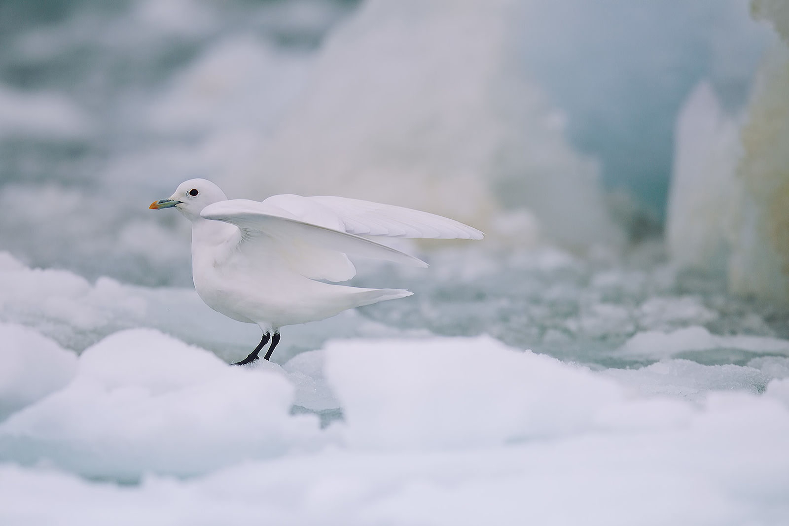 A Photography Journey. Svalbard. Arctic angel. Svalbard. 2012.